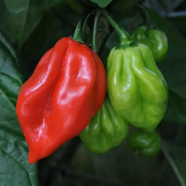 Plants by Post Scotch Bonnet Hot Chilli Pepper Bedding Plants, 3 x 9cm Pots