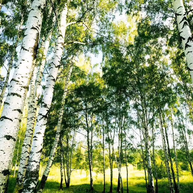 Sunshine Forest Wall Mural in Green
