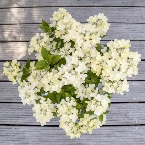 Thompson & Morgan Hydrangea Paniculata Switch Ophelia Ornamental Shrub, 3 x 9cm Potted Plants, White and Pink – 3