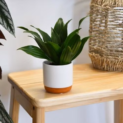 Thompson and Morgan New Home Houseplant Collection of 8 Indoor Potted Plants with Colourful Foliage, Pot Size: 12 cm – 3