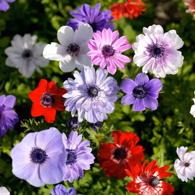 Marshalls Garden Anemone Bulb Coronaria de Caen Mix in Red, Purple, White, Blue and Multicolour