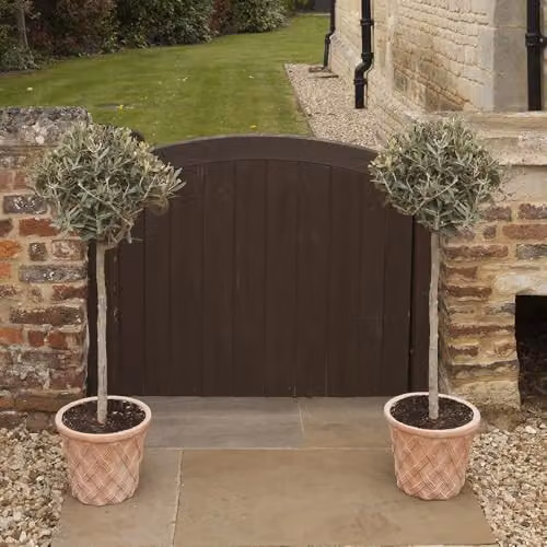 YouGarden Pair of Hardy Ornamental Olive Tree Standards, 80-90cm Tall – 4