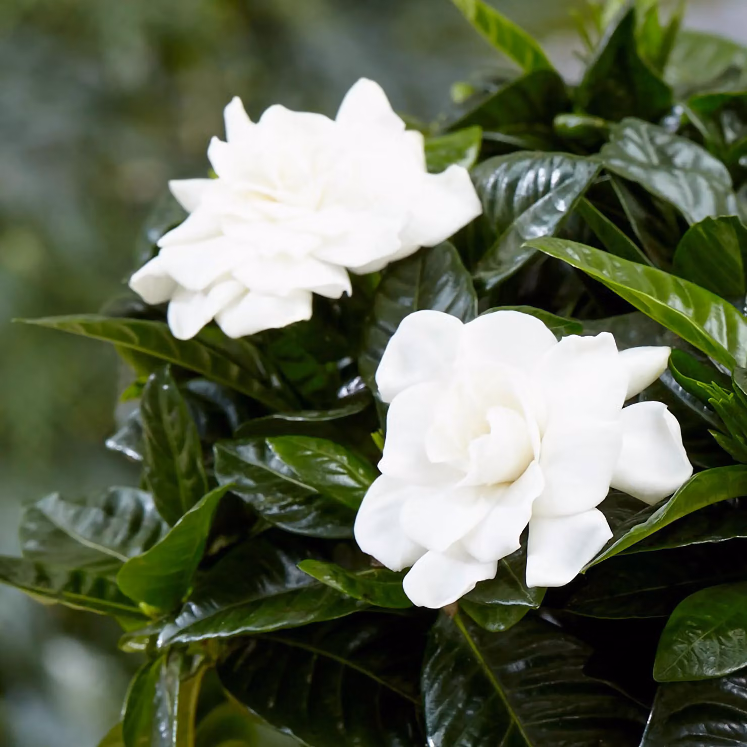 Primrose Gardenia jasminoides Flowering Jasmine Houseplant in a 13cm Green Plastic Pot – 3