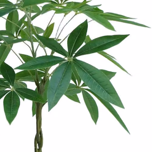Botanik Artificial Money Tree Pachira Realistic Faux Plant in Green, H 70 cm x W 50 cm x D 50 cm – 2