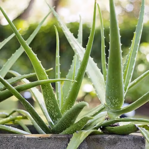 YouGarden Aloe Vera Succulent Houseplant in 14cm Pot, Green Indoor Plant – 2