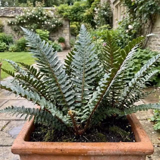 Plants By Post Polystichum Braunii Holly Fern, 1L Potted, Green and Silver