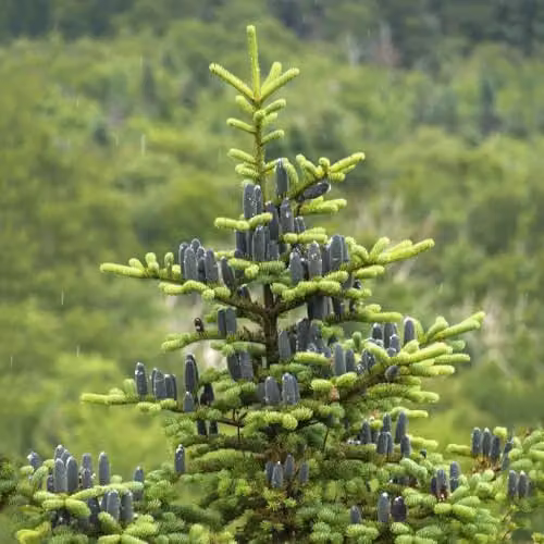 Thompson and Morgan Abies balsamea Nana Dwarf Balsam Fir Evergreen Conifer, 2 Litre Pot – 1