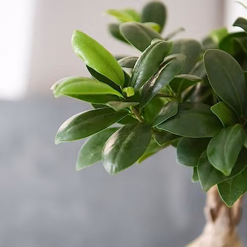 Thompson and Morgan Ficus microcarpa Ginseng Indoor Houseplant in a 9cm Pot, Green – 4