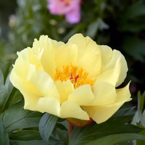 Thompson and Morgan Peony Bartzella Hardy Perennial Deciduous Shrub with Lemon Scented Yellow Blooms, 3.6 Litre Pot
