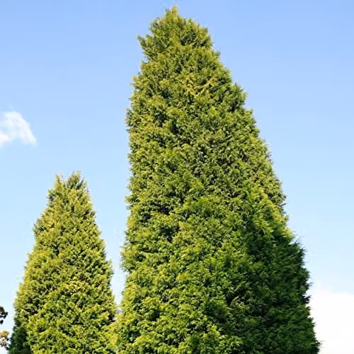 Thompson and Morgan Leyland Cypress Castlewellan and Cuprocyparis Cupressus leylandii Galway Gold Fast-Growing Evergreen Hardy Conifer Trees for Garden Screening, 4-Litre Potted Plants – 1