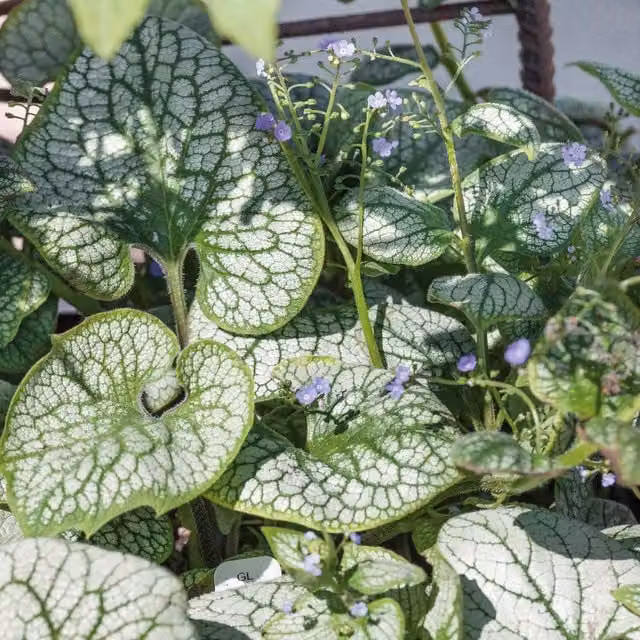 Marshalls Garden Siberian Bugloss Sea Heart Perennial with Blue Flowers and Silver Foliage