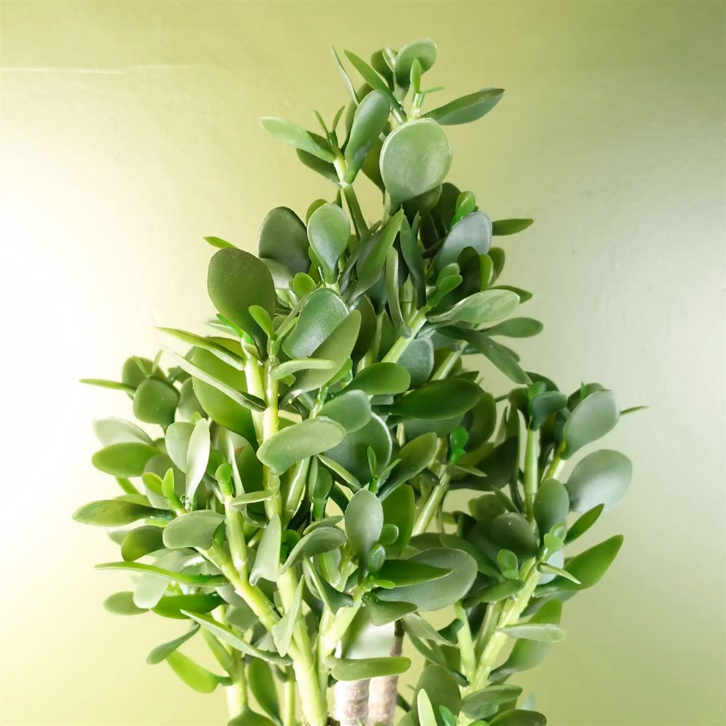 Leaf Green Potted Artificial Plant, Height: 75 cm – 2