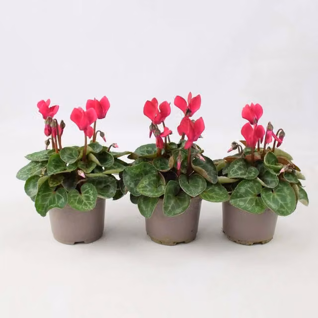 Plants by Post Cyclamen Burgundy Bedding Plants, Set of 3, Autumn and Winter Flowering, Burgundy and Green