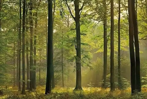 Wizard+Genius Autumn Forest Non-Woven Wall Mural in Multicolour and Green, W: 384 cm, H: 260 cm