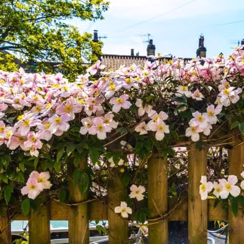 Thompson & Morgan Clematis Montana Mayleen Scented Climber with Pink Blooms and Bronze Foliage, 3 Litre Pot – 4