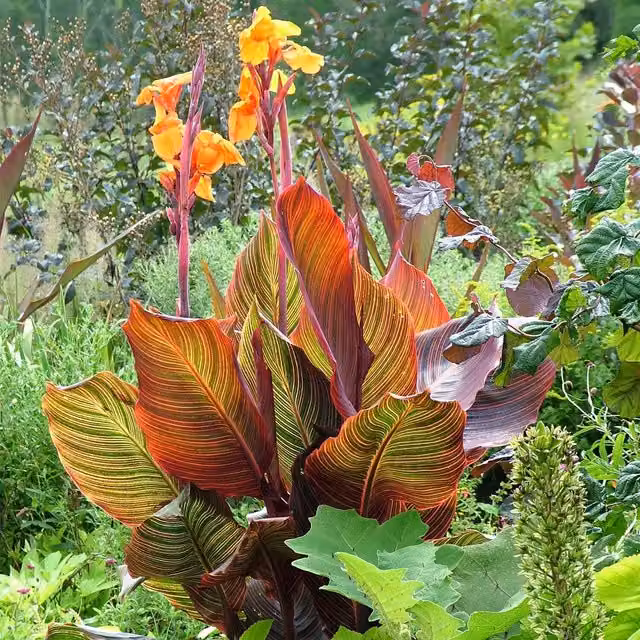Marshalls Garden Canna Lily Lily Tropicana Perennial Ornamental Plant in Red, Yellow, Orange and Green