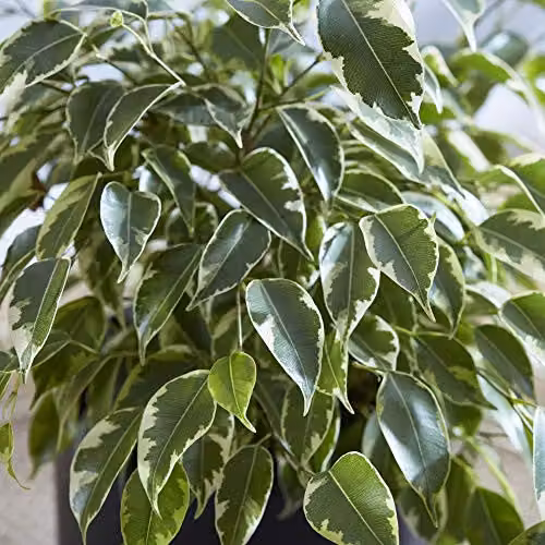Thompson and Morgan Ficus Benjamina Weeping Fig Indoor Plant with Green Evergreen Foliage in a 12cm Pot – 2