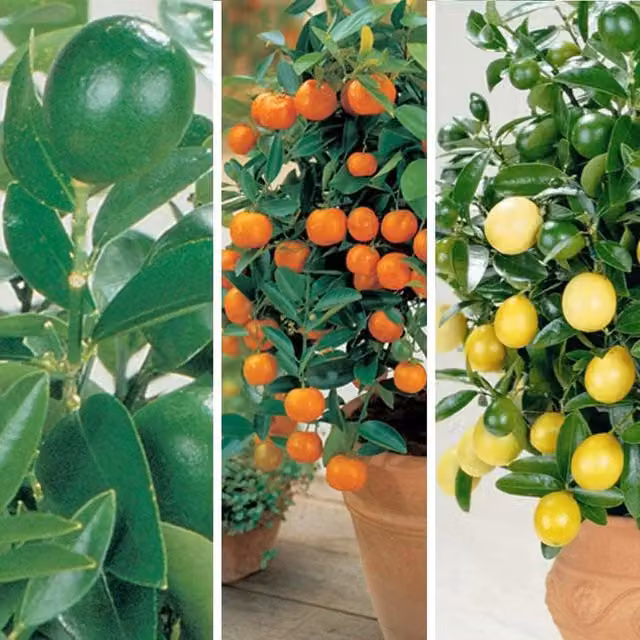 Thompson & Morgan Citrus Fruit Tree Trio Collection of Indoor Flowering Plants