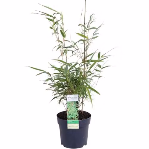 Thompson and Morgan Fargesia Rufa Hardy Bamboo, Two Toned Green Foliage, 2 x 19cm Potted Plants – 3