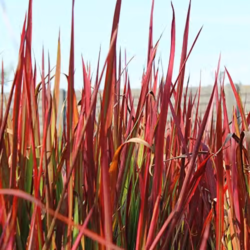 Thompson and Morgan Imperata cylindrica Red Baron Japanese Blood Grass, Hardy Red and Green Perennial Potted Plant, 9cm Pot – 2