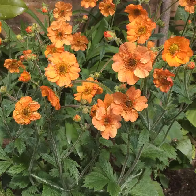 Marshalls Garden Geum Totally Tangerine Hardy Perennial Flowering Plant, Orange, 9cm Pot