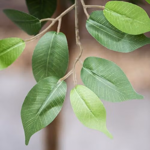 Garden Gear Artificial Ficus Tree in Green with Natural Wood Trunk and Silk Leaves, Height: 150 cm – 6