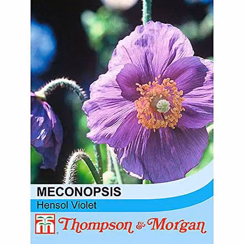 Thompson and Morgan Meconopsis baileyi Hensol Violet Himalayan Blue Poppy Flower Seeds, 30 Seeds