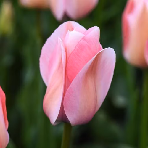 Thompson & Morgan Tulip Bella Blush Darwin Hybrid Bulbs, Pink and Peachy Striped, 16 Bulbs