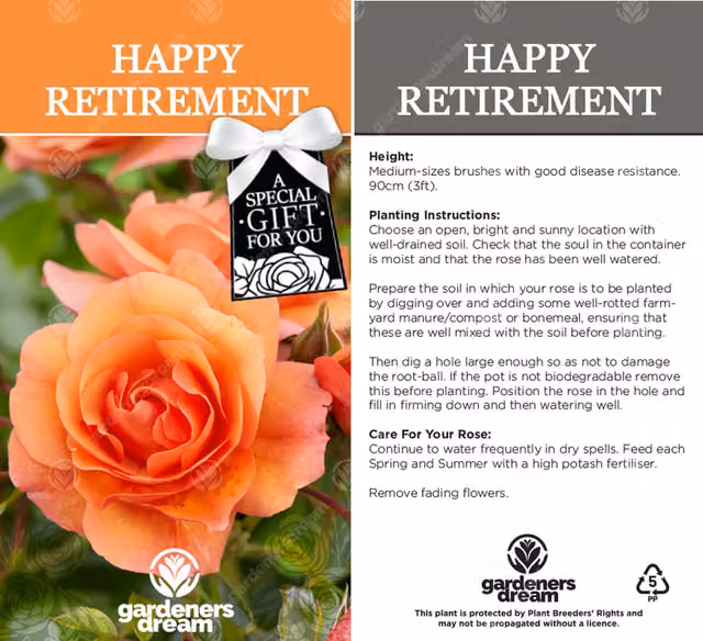 Gardeners Dream Happy Retirement Orange Rose Bush Ornamental Shrub
