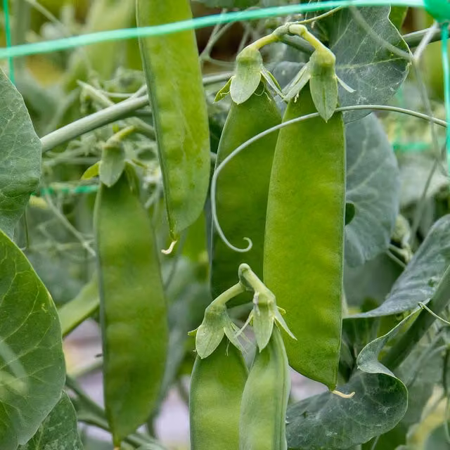 Marshalls Garden Delikata Mangetout Pea Seeds, 200 Seeds