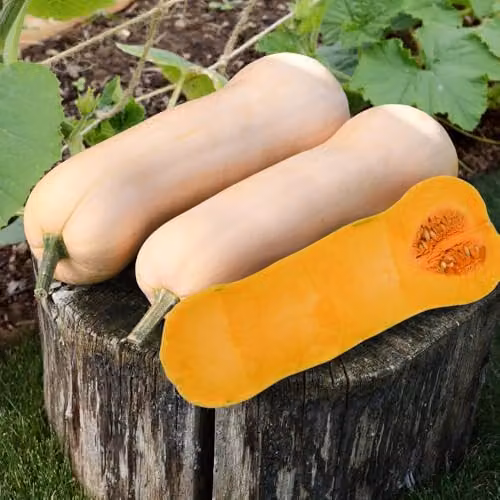 Thompson and Morgan Betternut F1 Butternut Squash Seeds, Orange Vegetable Seeds