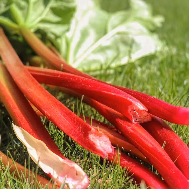 Marshalls Garden Rhubarb Raspberry Red Perennial Red Vegetable and Fruit Plant