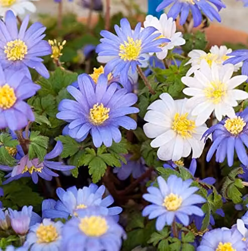 Thompson and Morgan Anemone Blanda Mixed Hardy Flowering Garden Bulbs, 40 Bulbs (Blue, Pink, White)