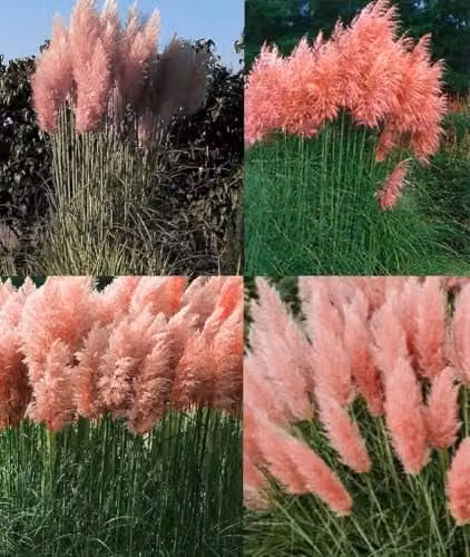 Direct Plants Cortaderia Rosea Pink Pampas Grass Extra Large Potted Plant