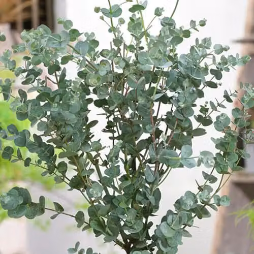 YouGarden Eucalyptus Gunnii Standard Outdoor Ornamental Tree, Height: 60-100 cm, 2L Pot – 3