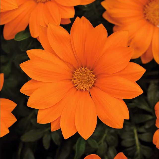 Plants By Post Orange Gazania Perennial Outdoor Plants, 6 Pack