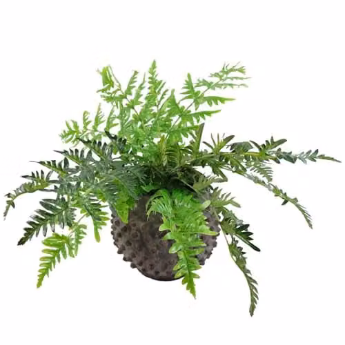 Botanik Premium Artificial Potted Fern Grass in Green, H 70 cm x W 50 cm x D 50 cm – 1