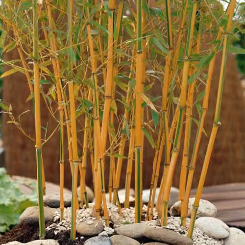 You Garden Phyllostachys aureosulcata Spectabilis Yellow Bamboo in a 3L Pot – 2