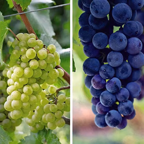Thompson and Morgan Grape Duo Hardy Shrub Garden Plants, Cabernet and Chardonnay Varieties, 2 x 10.5cm Potted Plants