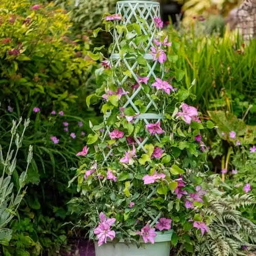 Thompson and Morgan Clematis Bridgewater Hardy Perennial Climber, Pink Summer Flowers, 2 x 3 Ltr Potted Plants – 4