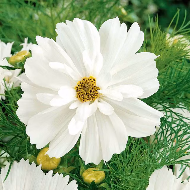 Unwins Cosmos Cosmonaut White Flower Seeds