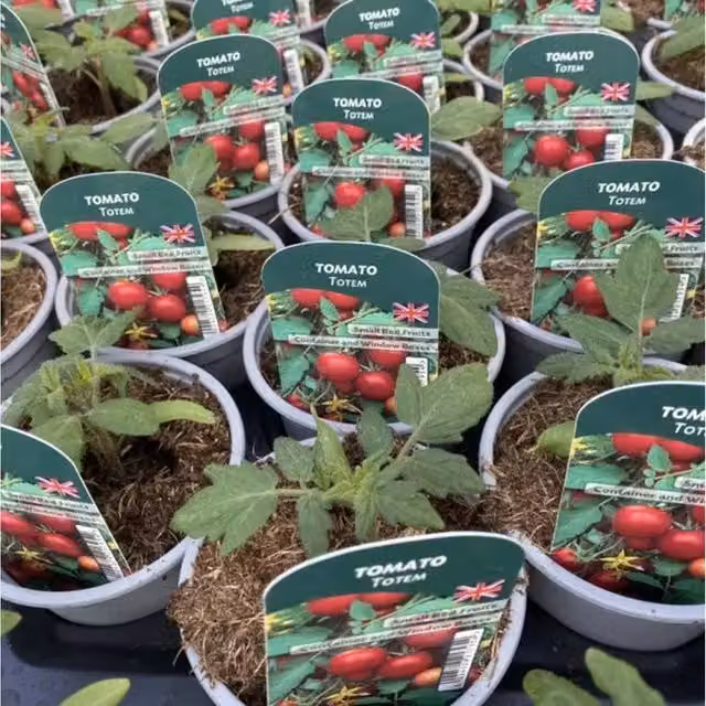 Plants By Post Tomato Totem Plants, 3 Pack, Green