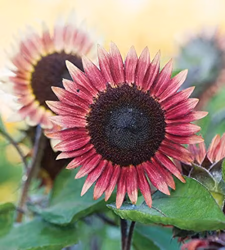 Thompson and Morgan Helianthus Annus Mr Mars Sunflower Hardy Annual Flower Seeds