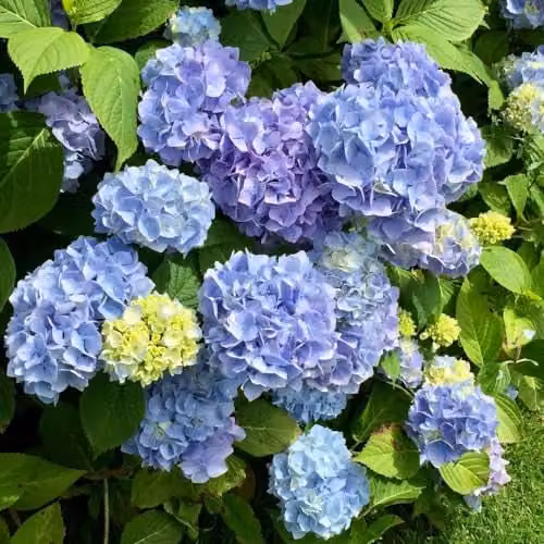 Thompson and Morgan Hydrangea macrophylla Early Blue Ornamental Shrub, 9cm Pot