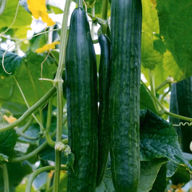 Marshalls Garden Euphya F1 Cucumber Seeds, High Yield and Disease-Resistant, 5 Seeds