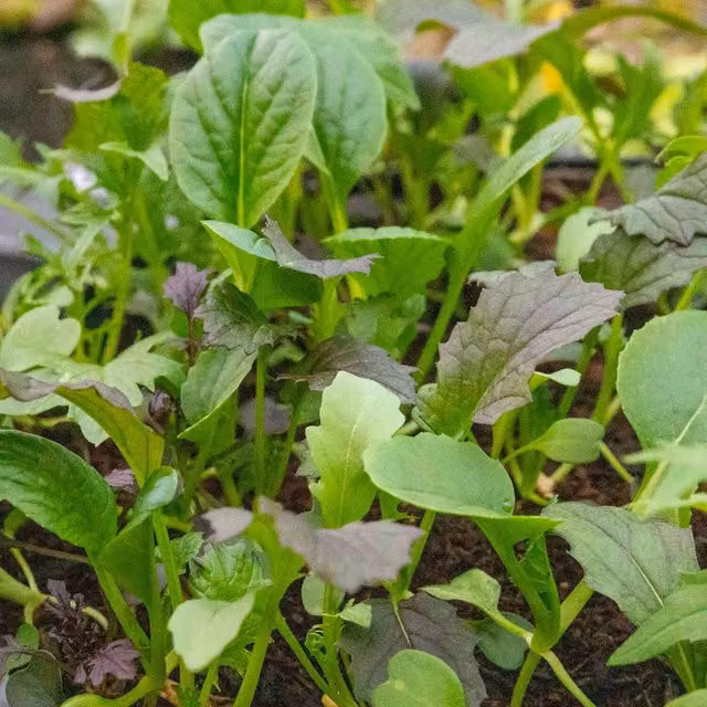 Marshalls Garden Provencale Salad Mix Winter-Hardy Green Leaf Vegetable Seeds 1000 g