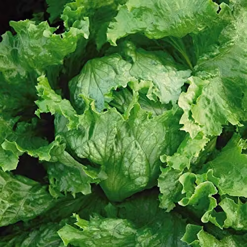 Thompson and Morgan Lettuce Webbs Wonderful Seeds, Iceberg/Crisphead Variety, 1000 Seeds – 1
