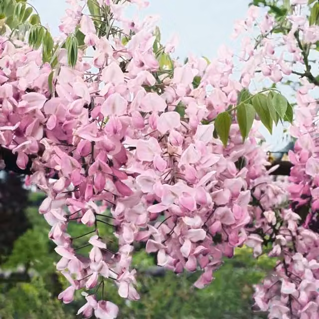 Plant Theory Showa-beni Silky Wisteria Pink Flowering Climber Vine Plant, Green