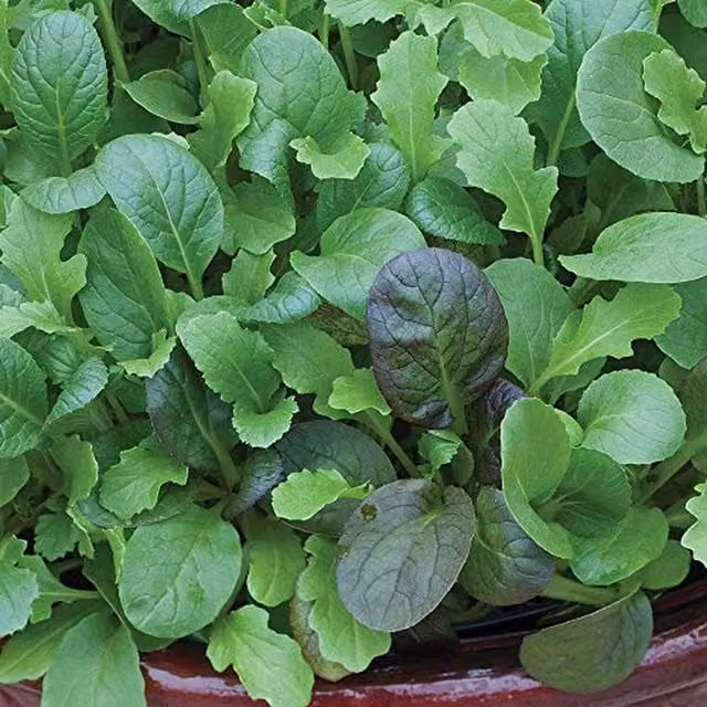 Thompson and Morgan Winter Greens The Good Life Mix Vegetable Seeds, 1 Packet