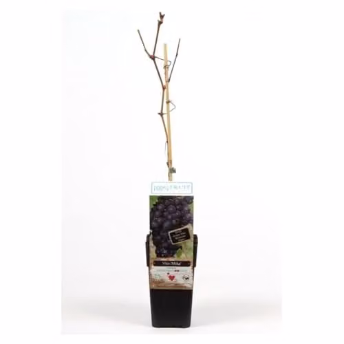 Thompson & Morgan Mika Vitis Grape Plants, 2 x 15cm Potted Plants, Dark Blue Fruit Variety